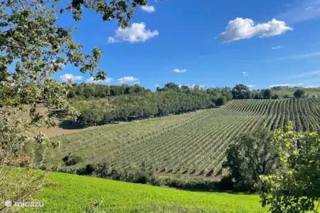 Dégustation de vins de son propre vignoble dans les caves locales