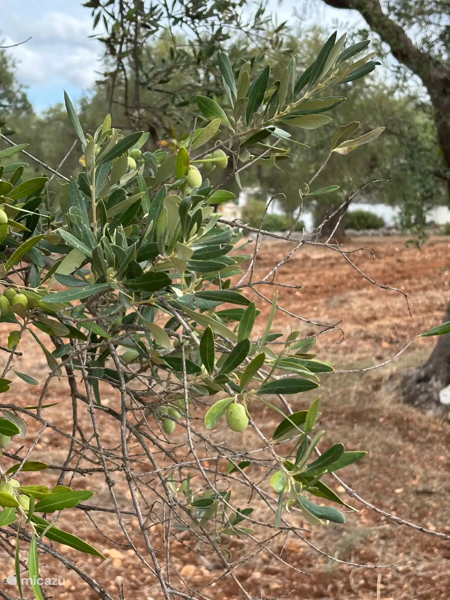 Olivas con Trullo de fondo 