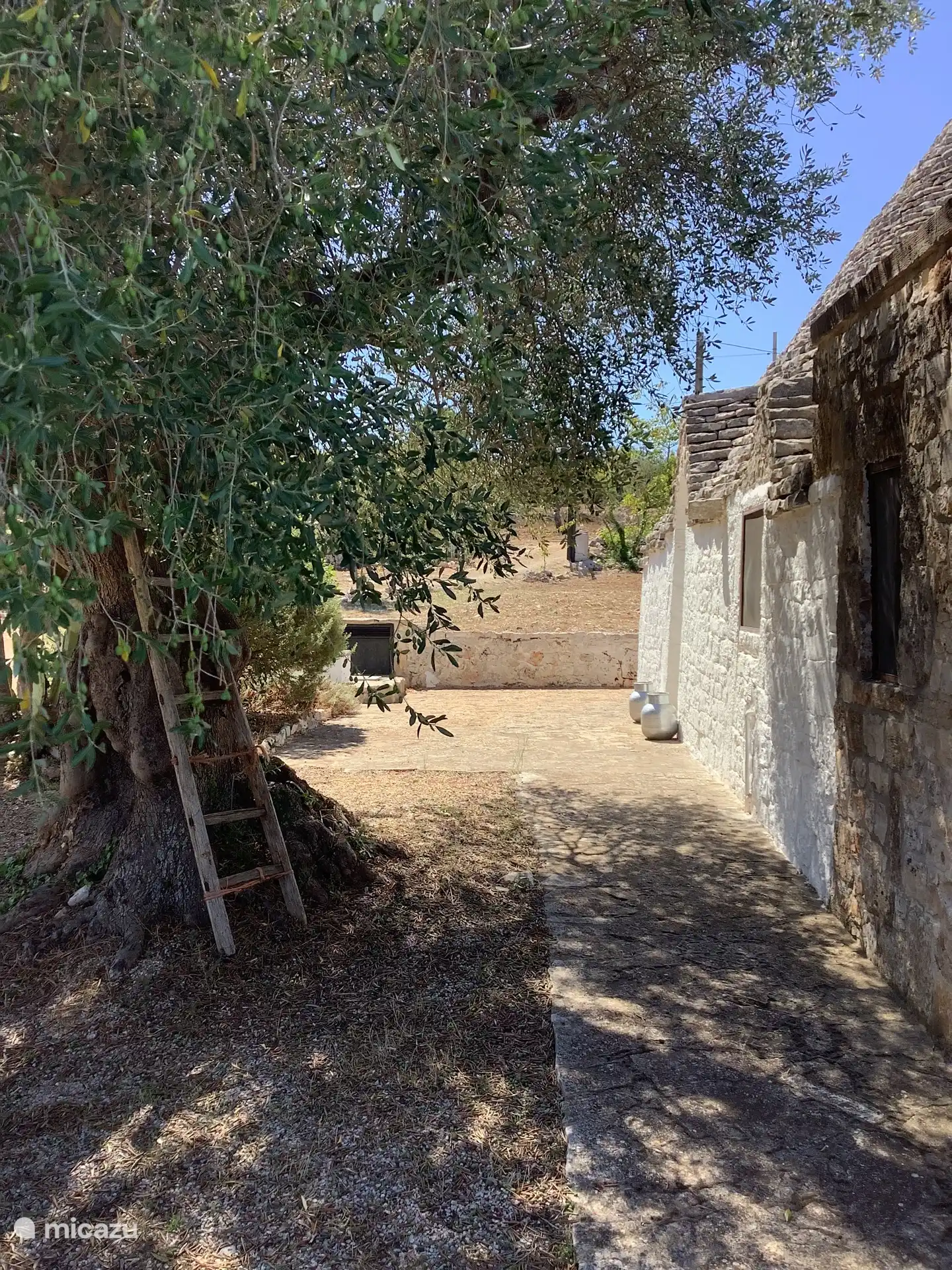 Nuestro viejo olivo con las escaleras del mismo