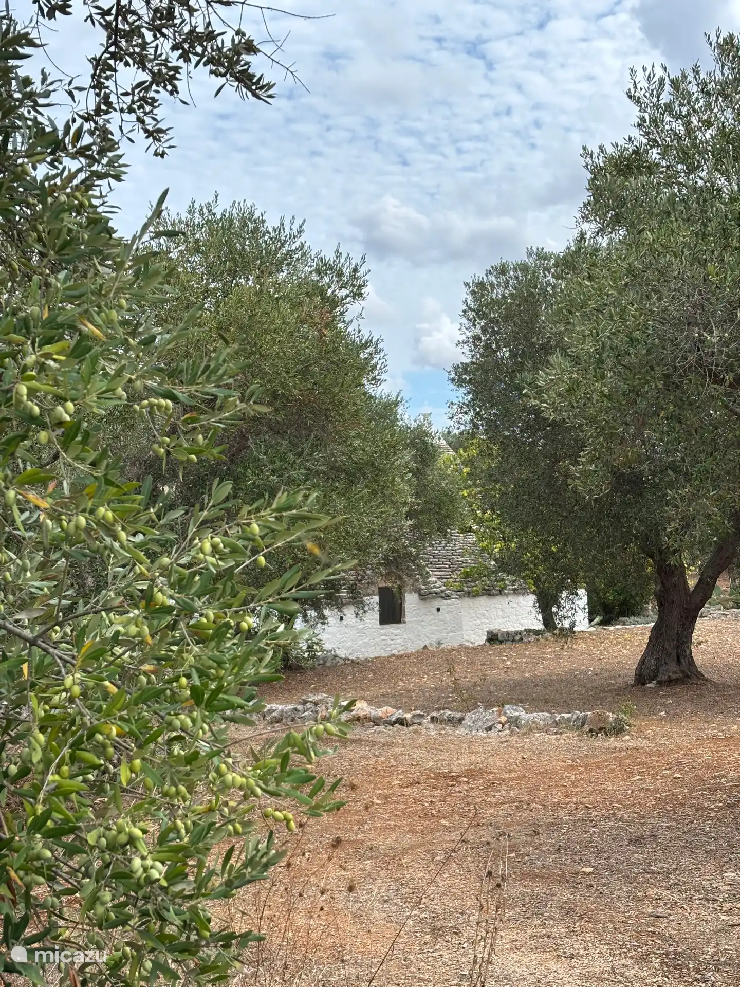 Entre los olivares .... 