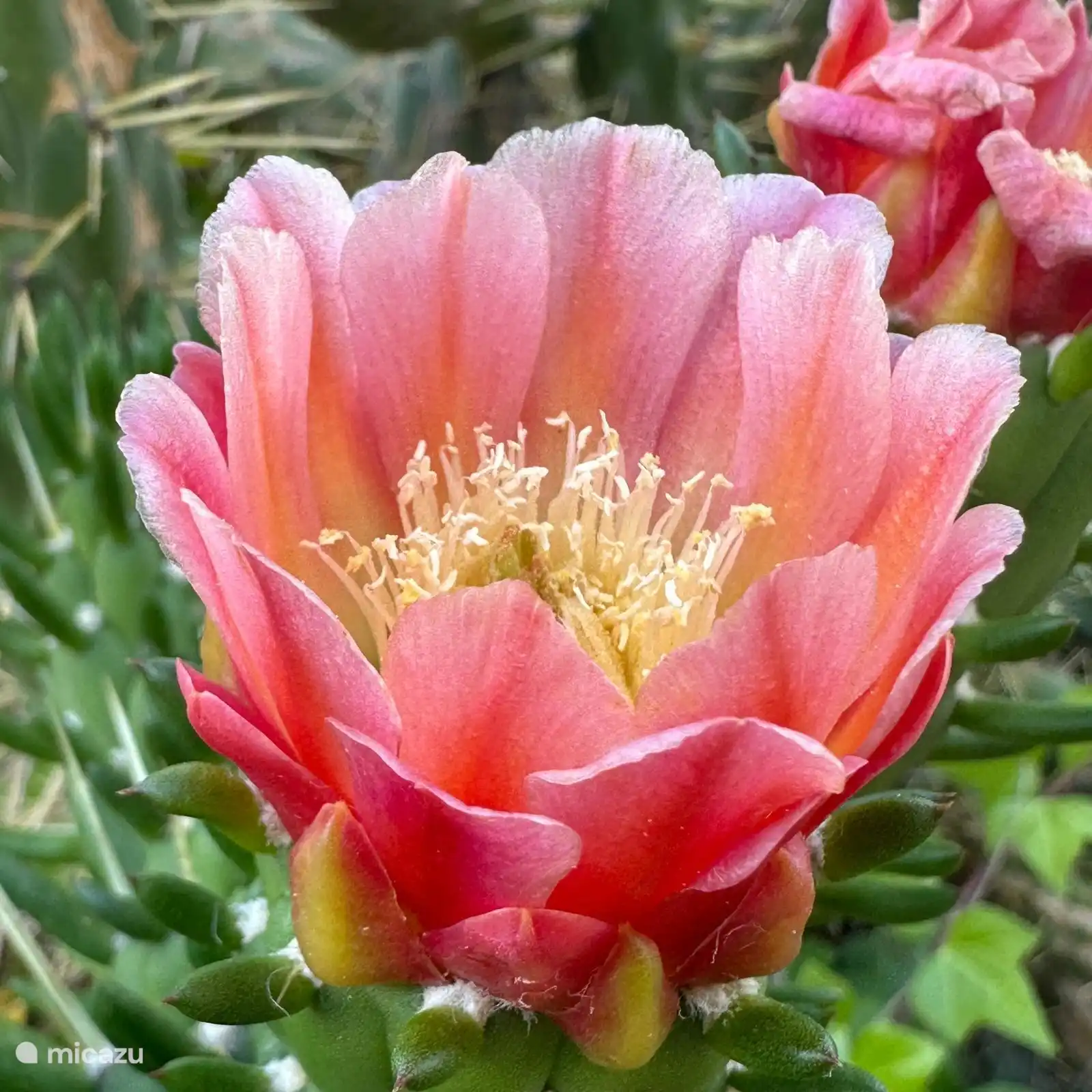 Jardin
