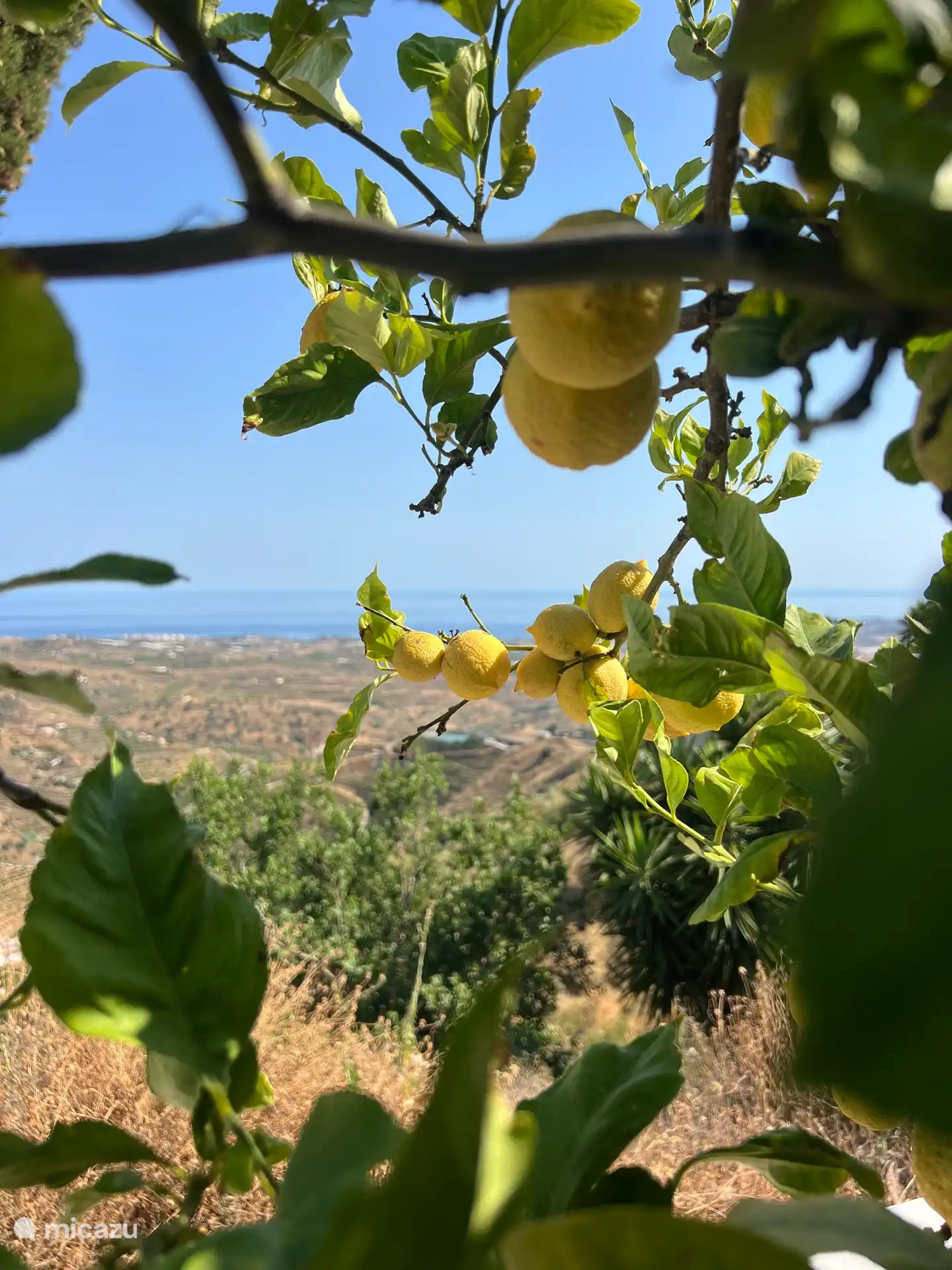 Garten mit eigenem Zitronenbaum