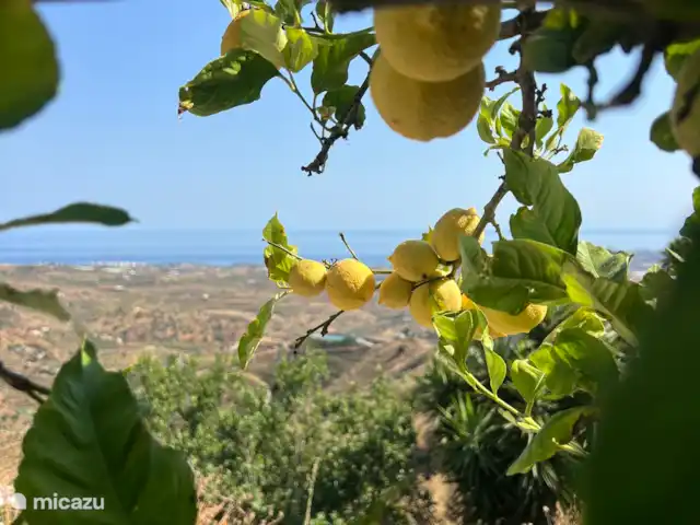 Casa La Fuente huren in Spanje, Andalusië, Arenas - villa Tuin met eigen citroenen boom