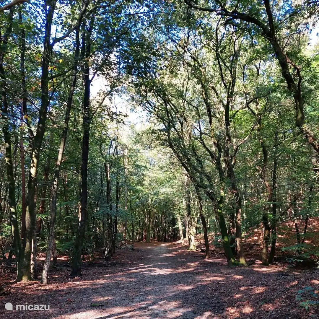 The forests in Putten 
