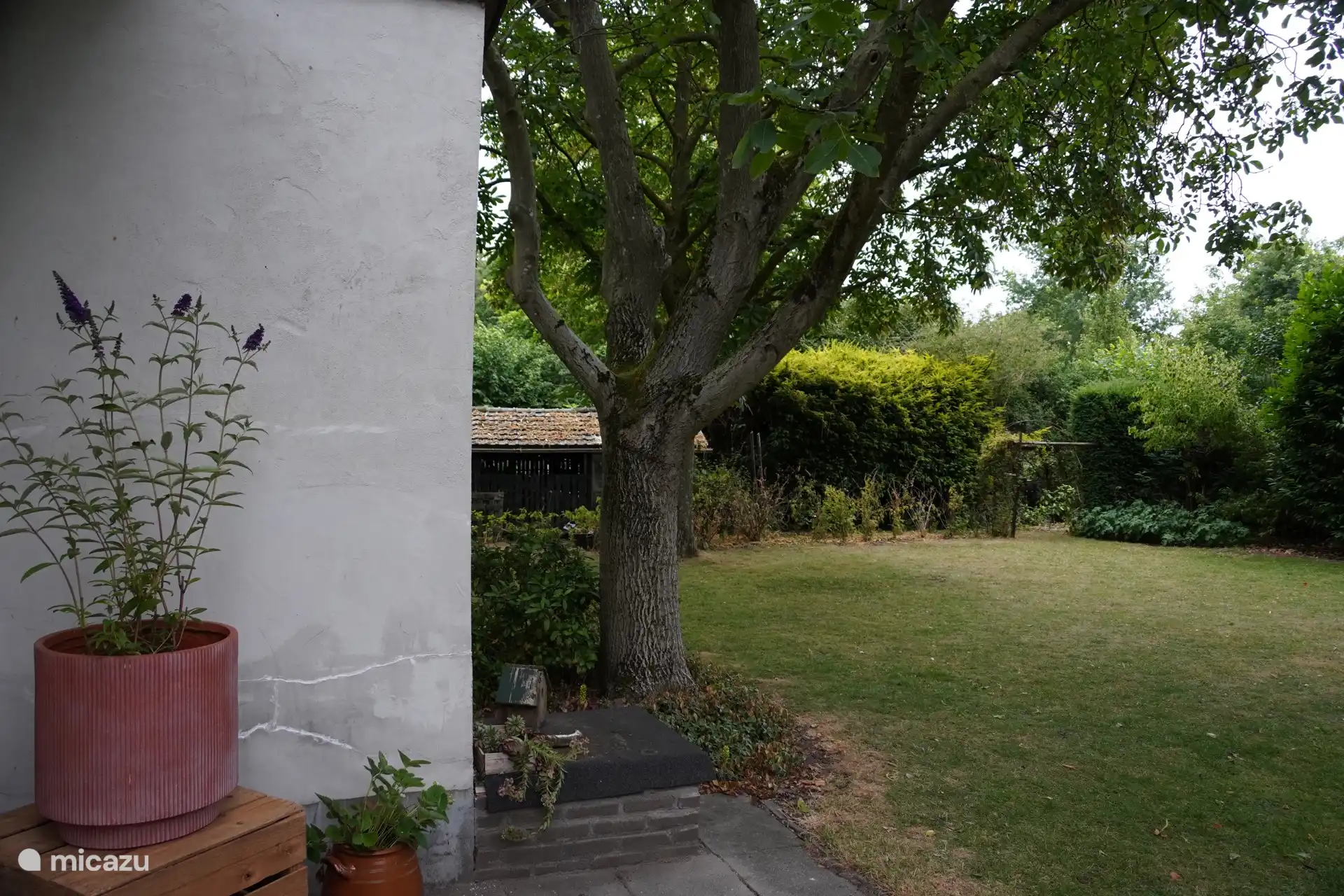 De notenboom en de frambozen