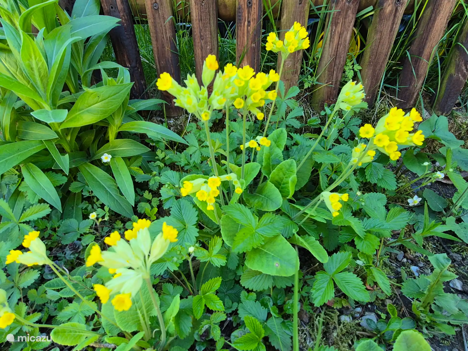 Lots of flowers and plants in the garden.