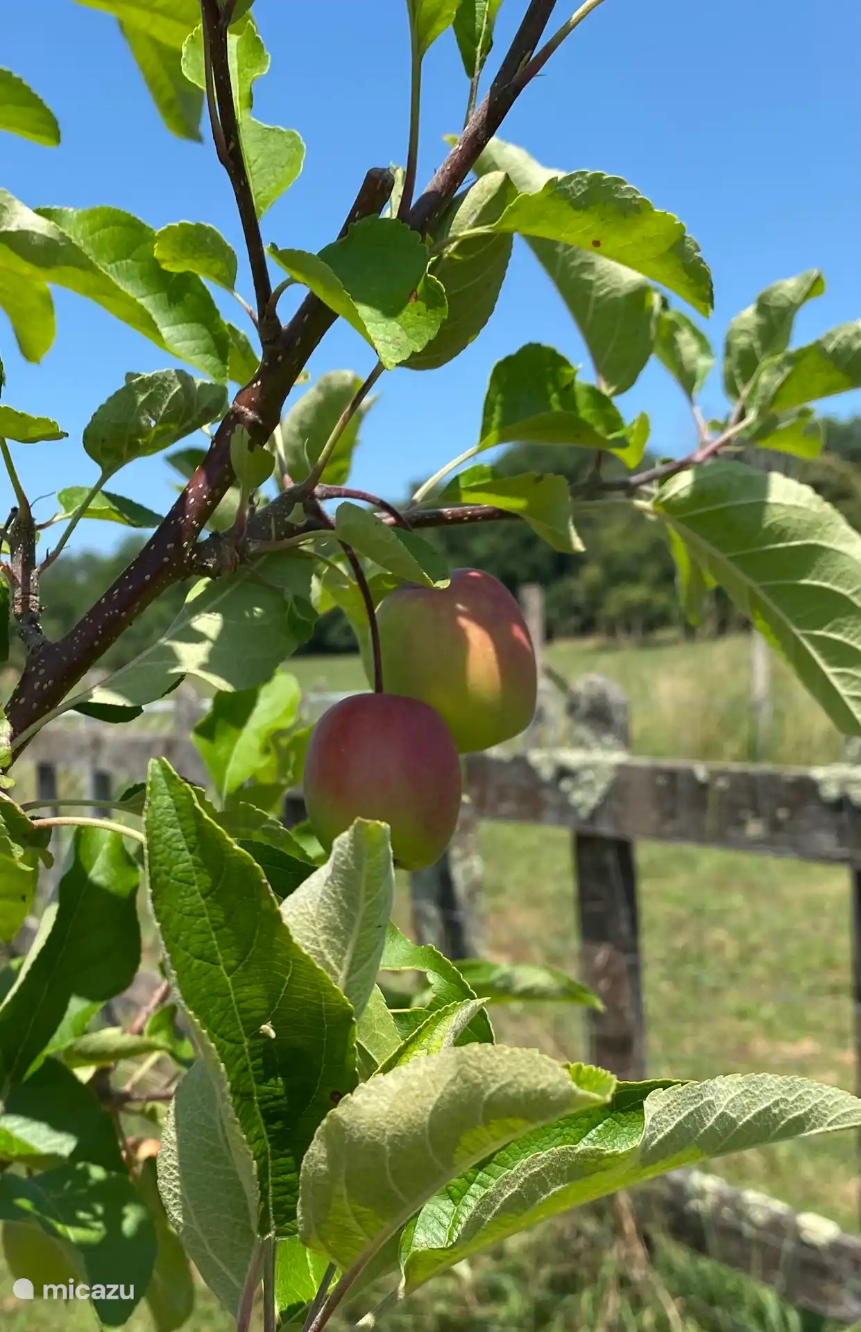 Äpfel im eigenen Garten
