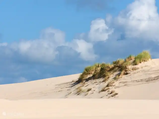 Mouette | Pays-Bas, Hollande du Nord, Egmond aan den Hoef - maison de vacances