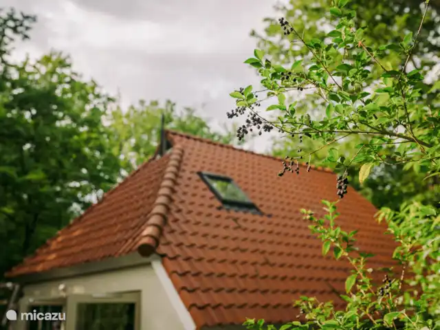 De Kievit - Midden in de Natuur! huren in Nederland, Overijssel, IJhorst - vakantiehuis Een met de natuur