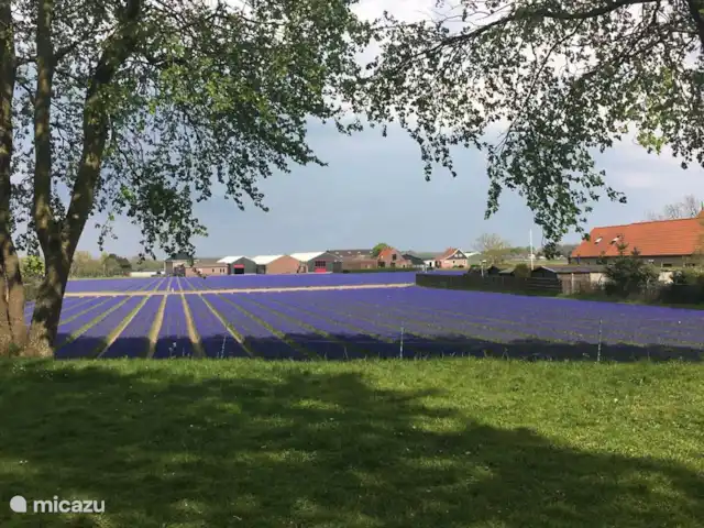 Óxido de Duinrust en Países Bajos, Holanda del Norte, Egmond aan Zee - casa vacacional