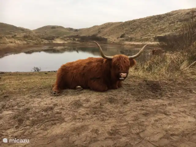 Óxido de Duinrust en Países Bajos, Holanda del Norte, Egmond aan Zee - casa vacacional