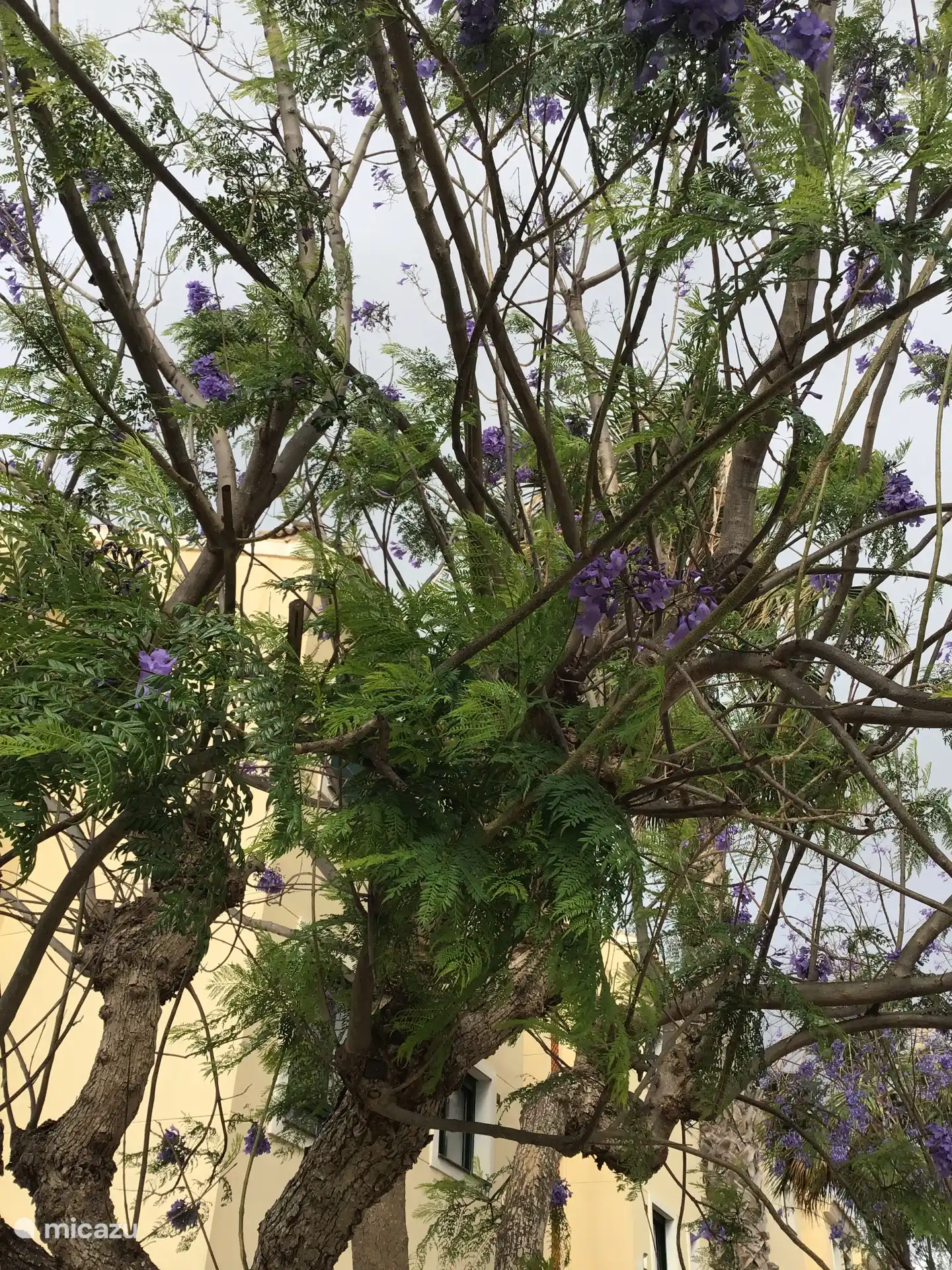 Jacaranda aux magnifiques fleurs violettes