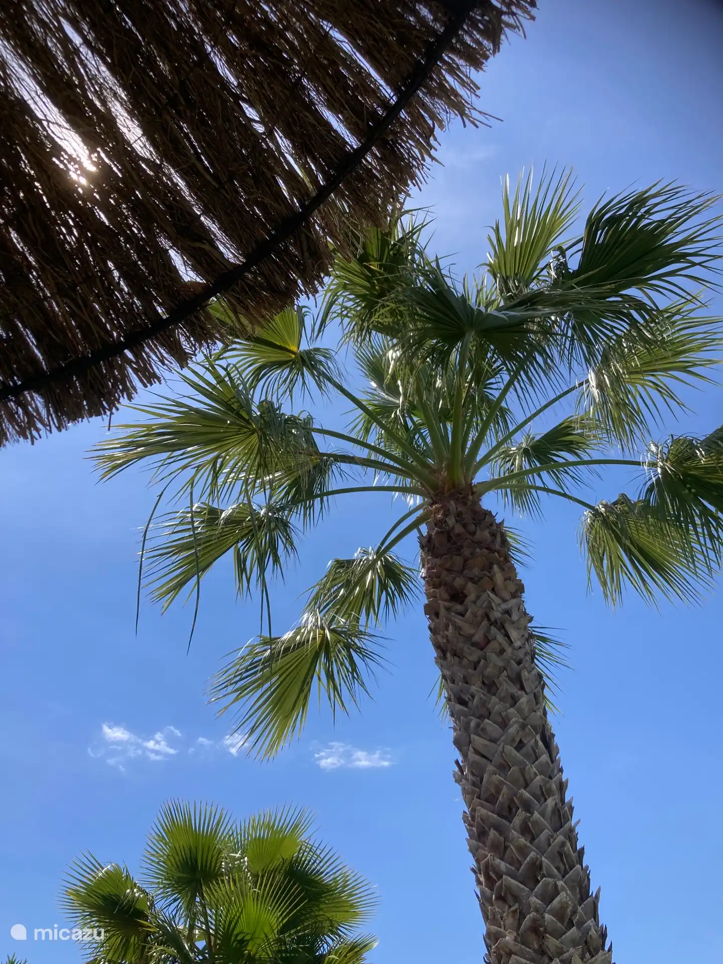 Palmboom bij het zwembad