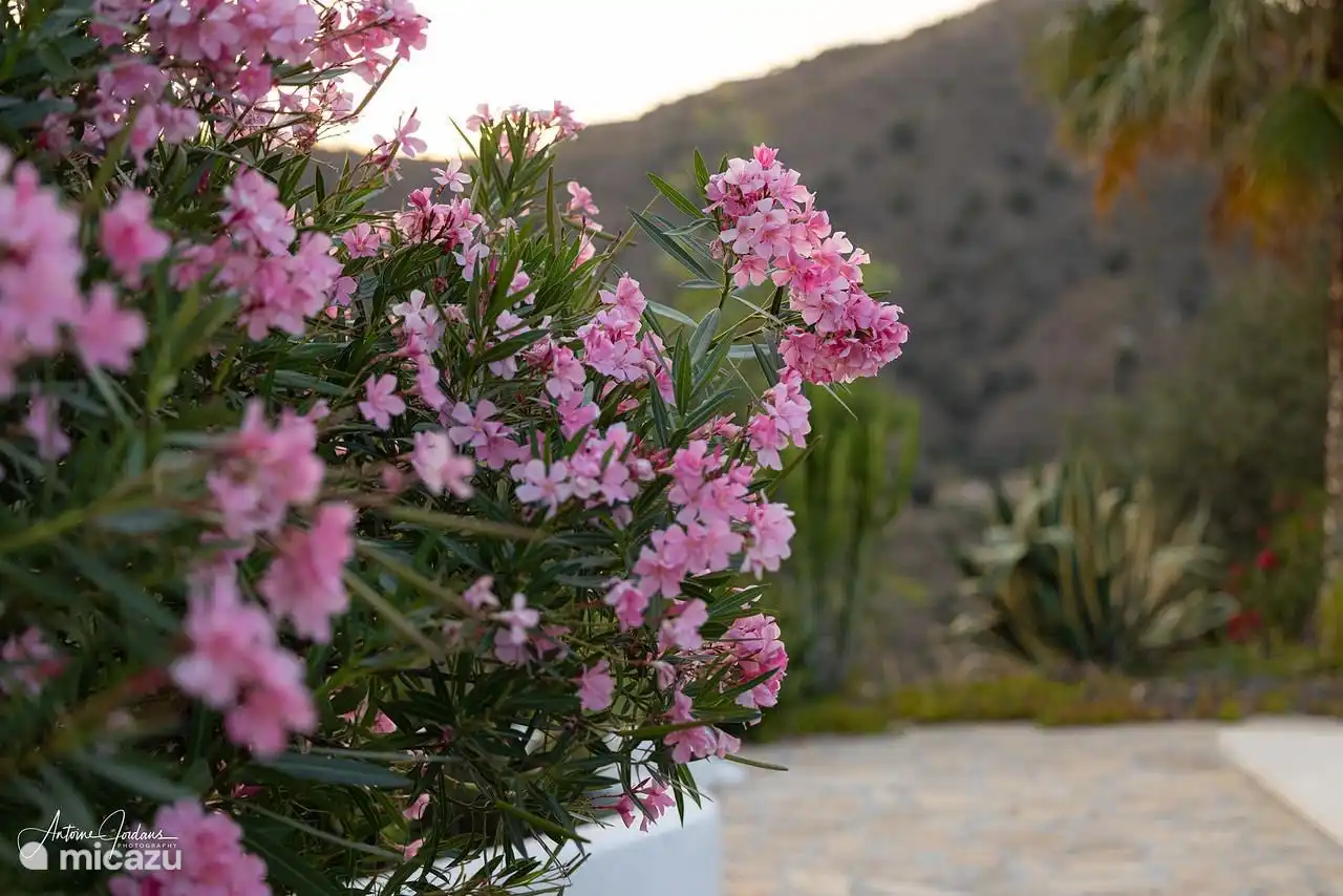 Viele Blumen im Garten
