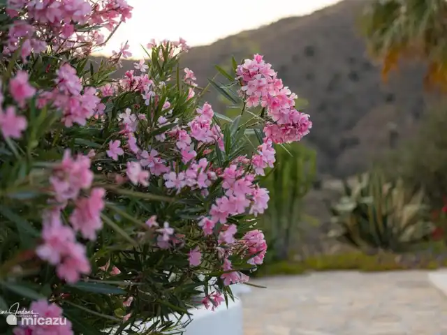 Villa Cipreses (más casa de huéspedes) en España, Andalucía, Canillas de Aceituno - villa Muchas flores en el jardín