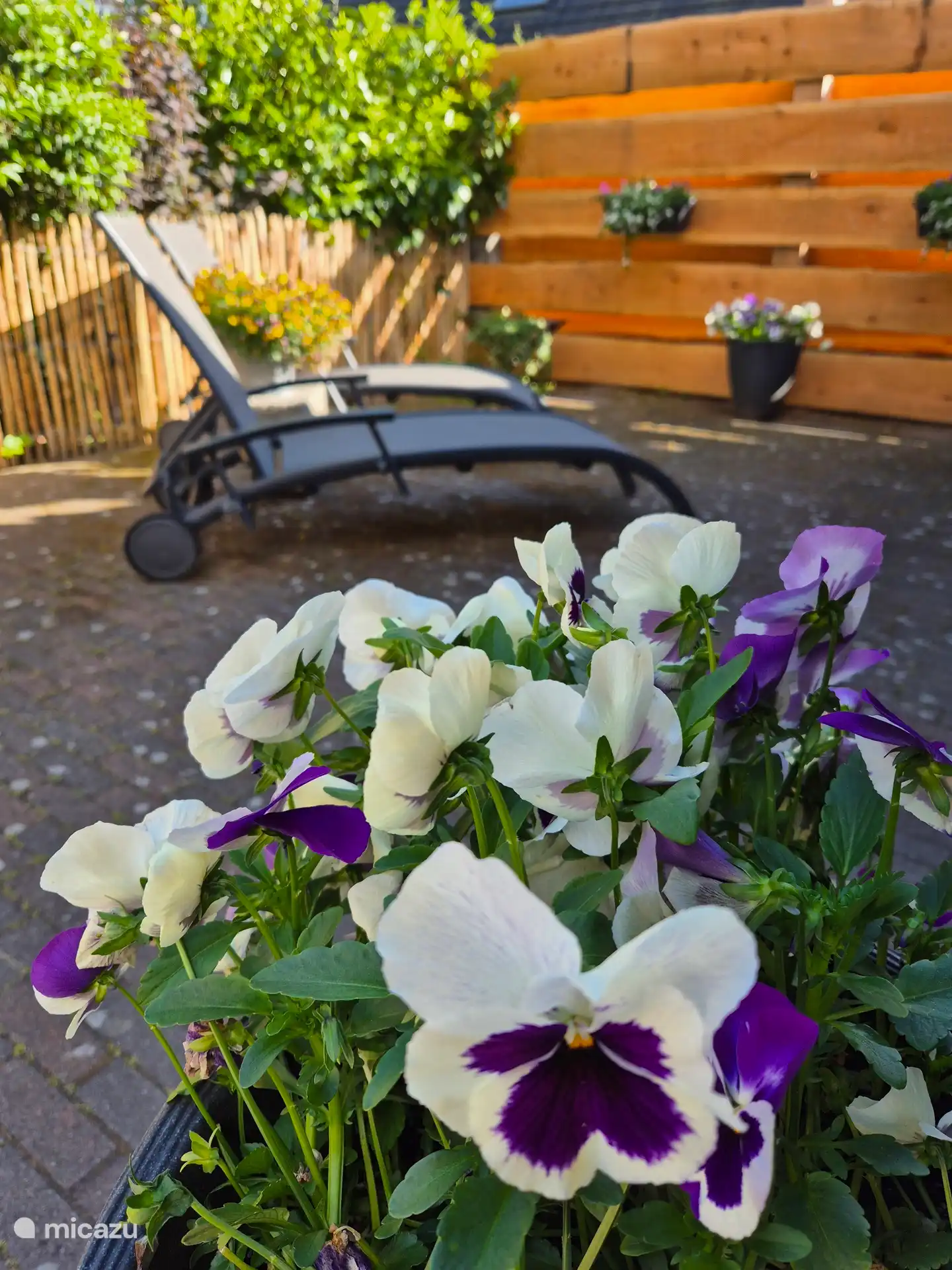 Le jardin avec transats 