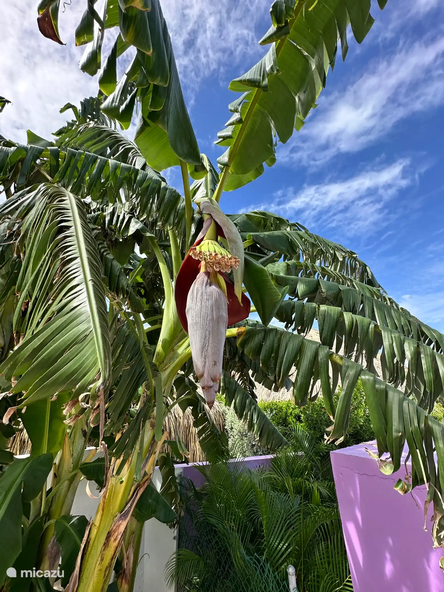 Bananenplant