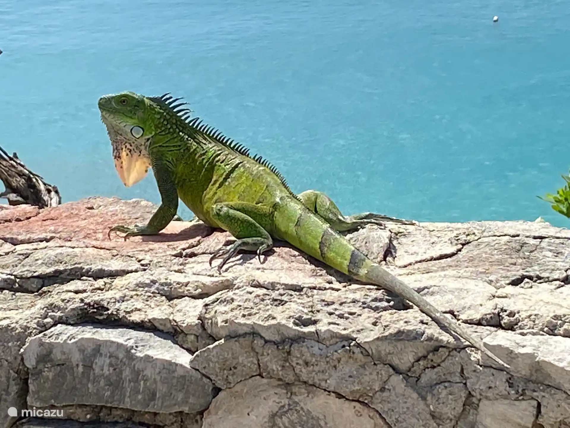 Iguana verde (Iguana iguana)