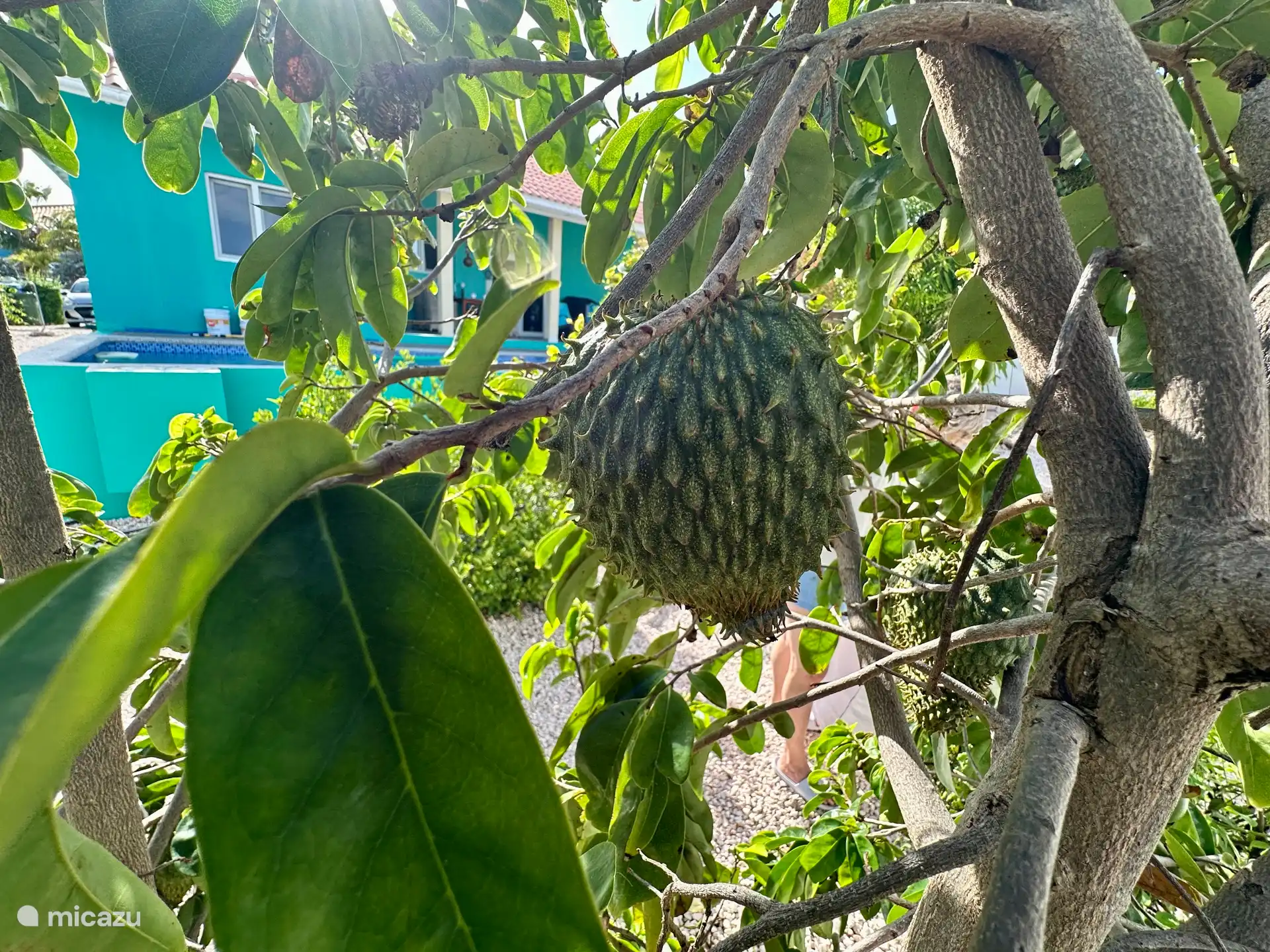 Die Stachelannone (Annona muricata - Soursop) ist eine besondere Frucht. Sehr lecker und gesund. Nur die schwarzen Kerne dürfen nicht gegessen werden, die sind toxisch. Im Juli/August Reif. 
