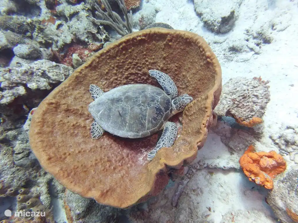 Groene schildpad slapend