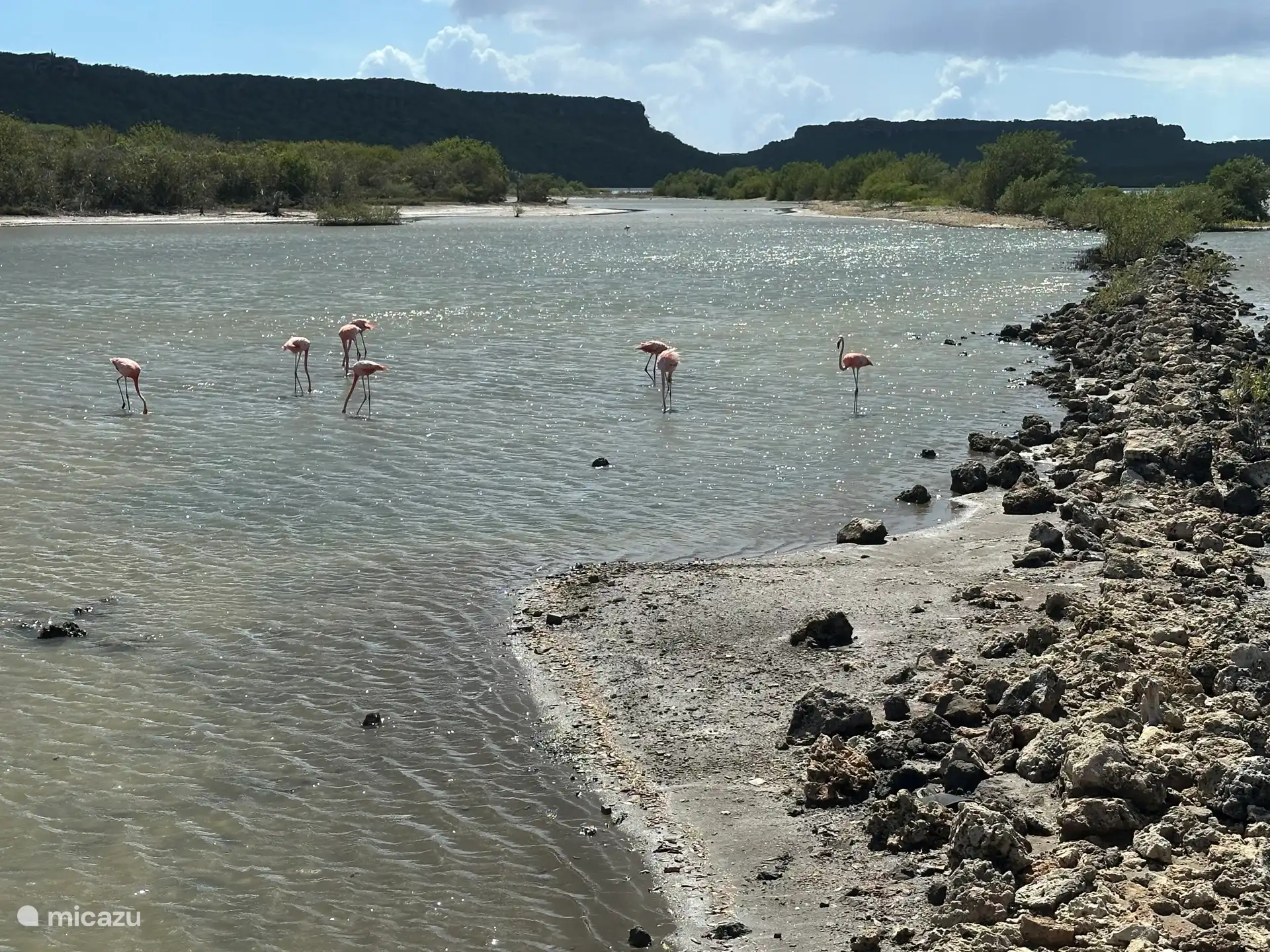 Flamingo's bij Sint Willibrordus