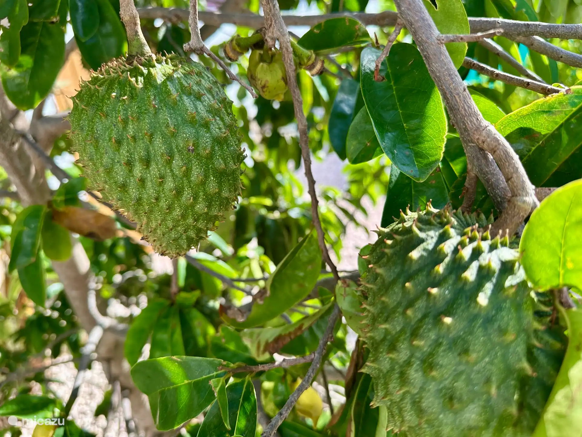 Reif wenn die Frucht anfängt etwas weich zu werden. Dann gerne etwas liegen lassen, die Reifen nach. 