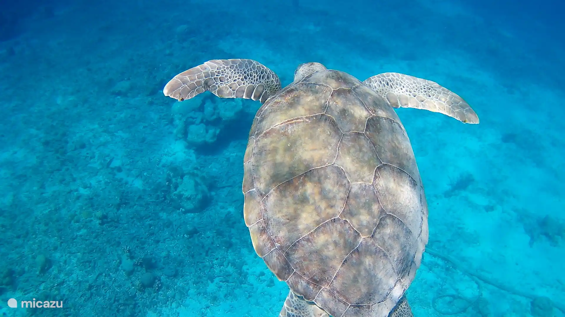 Tortuga verde 