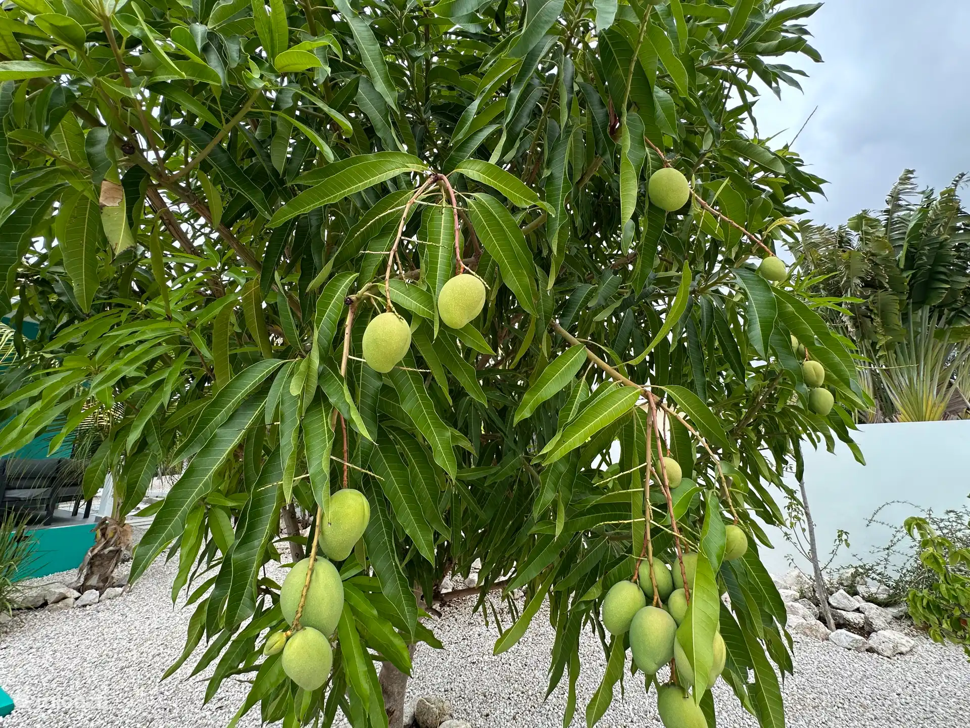 Mango
