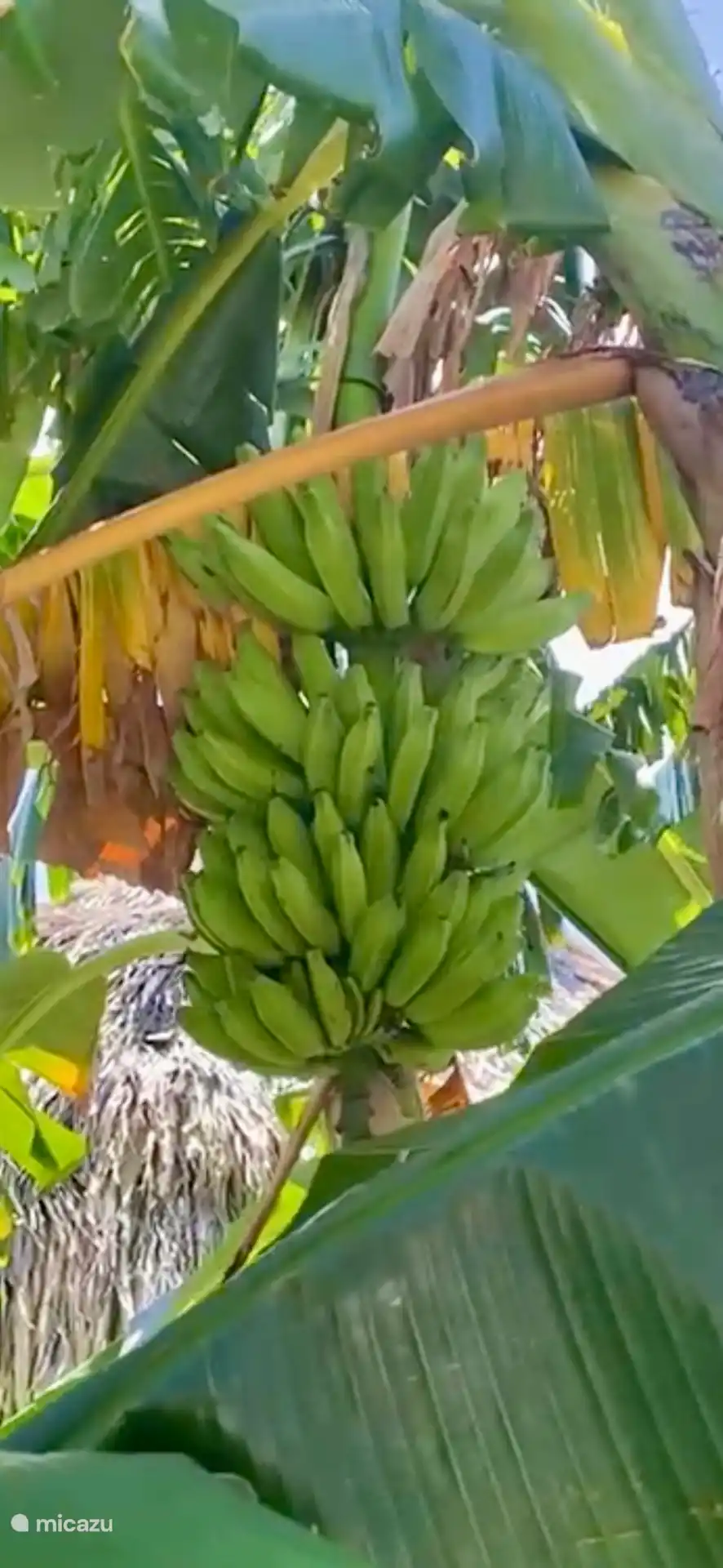 Leckere Bananen 