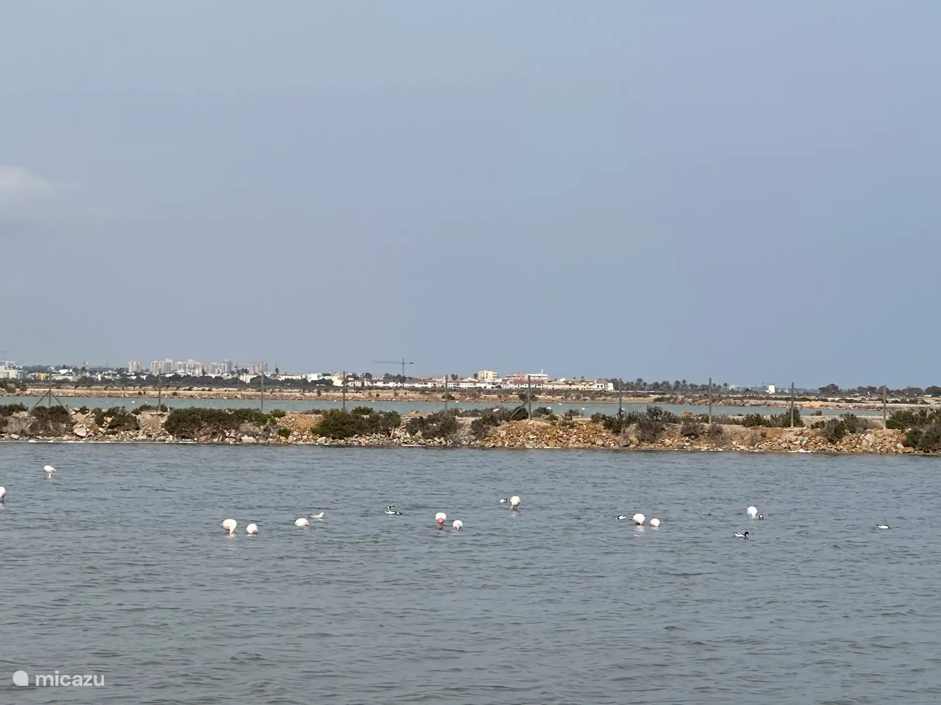 Flamencos en la reserva natural: 
Laguna Salada de la Mata