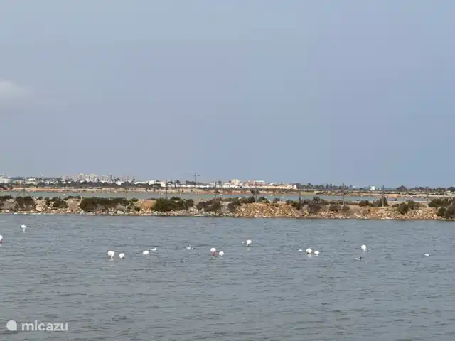 Casa-Anna | Espagne, Costa Cálida, San Javier - appartement Flamants roses dans la réserve naturelle : 
« Laguna Salada de la Mata »