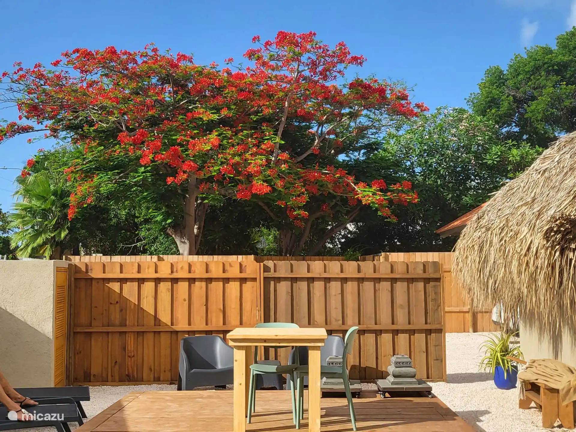 L’arbre flamboyant est un symbole emblématique de Curaçao et un véritable accroche-regard pour Kas Pelikan. Avec ses couleurs ardentes, sa large canopée et sa signification culturelle.