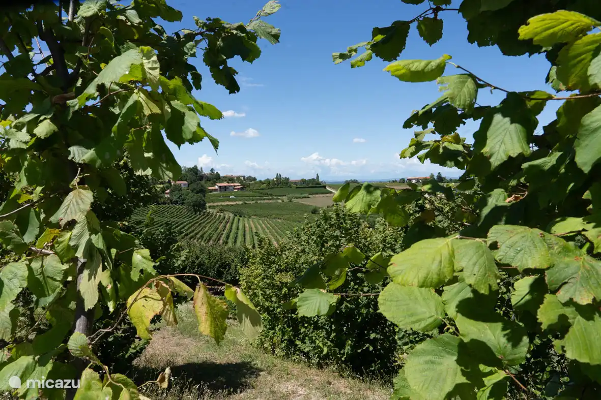 Ihr fantastischer Blick auf die Hügel mit Reben. 