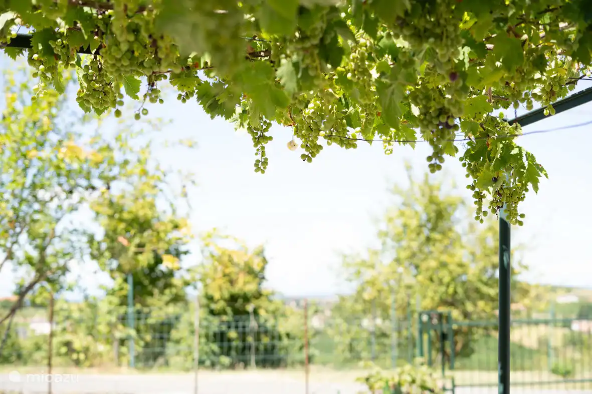 Grün, grüner, am grünsten. Stille und Frieden. Keine Reize. 