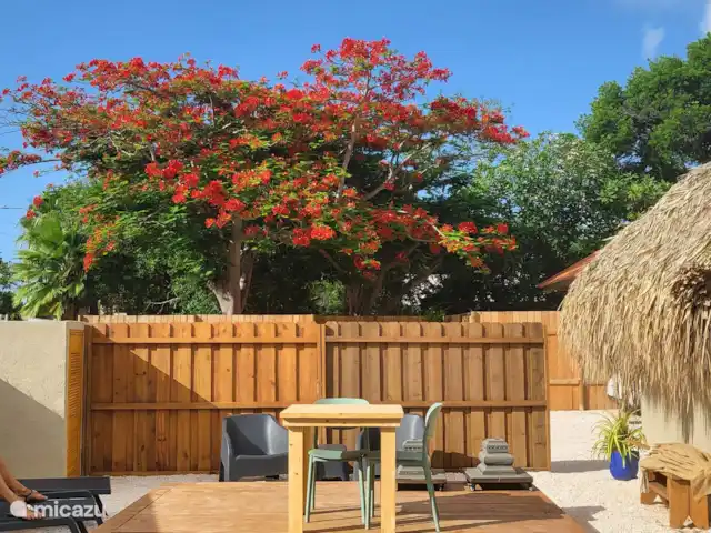Kas Pelikan Privé  | Curaçao, Curaçao-Centre, Julianadorp - appartement L’arbre flamboyant est un symbole emblématique de Curaçao et un véritable accroche-regard pour Kas Pelikan. Avec ses couleurs ardentes, sa large canopée et sa signification culturelle.