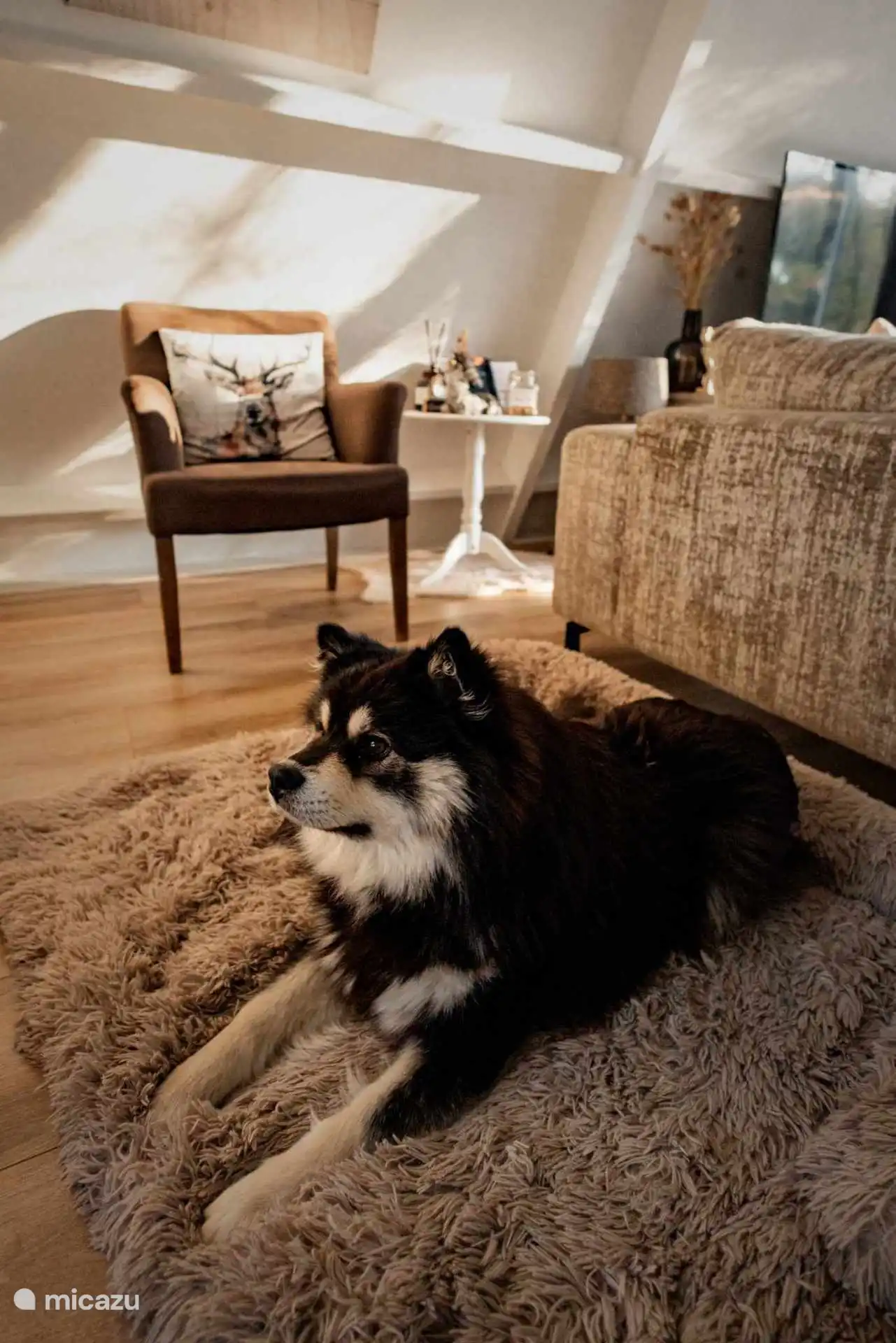 Honden (2) zijn welkom