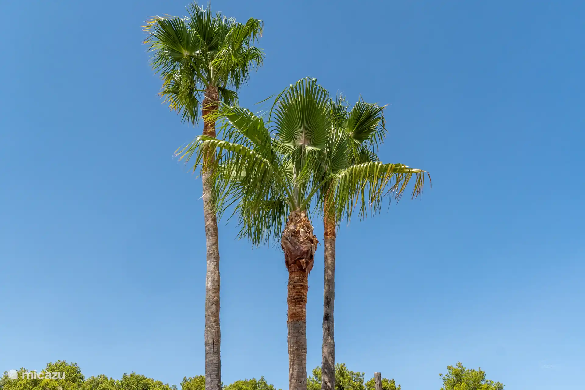 Die 3 Palmen im Vorgarten vermitteln ein wunderbares spanisches Gefühl...