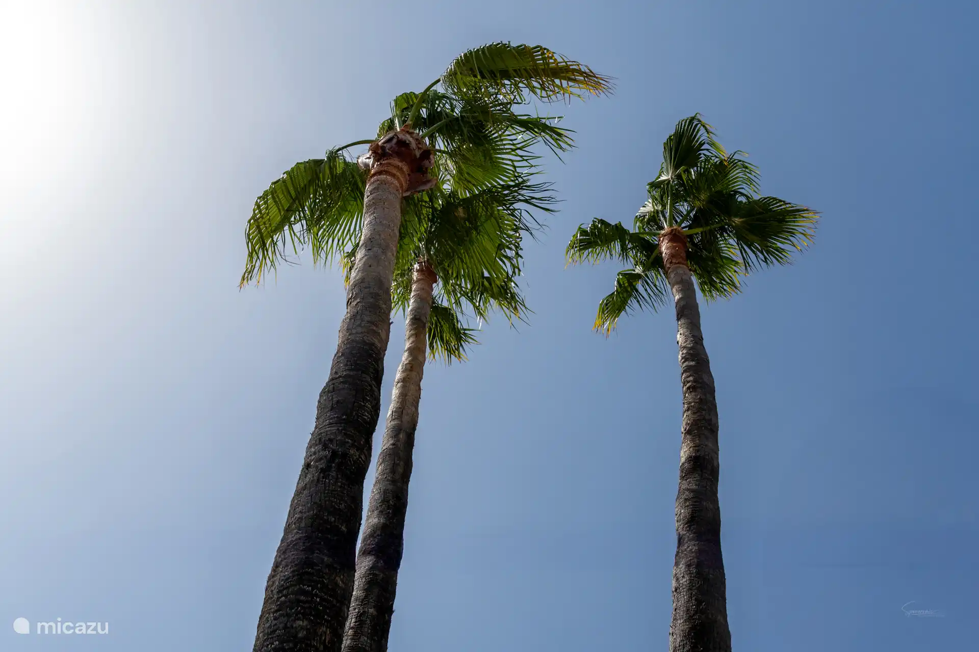 Wiegende Palmen bei der Ankunft