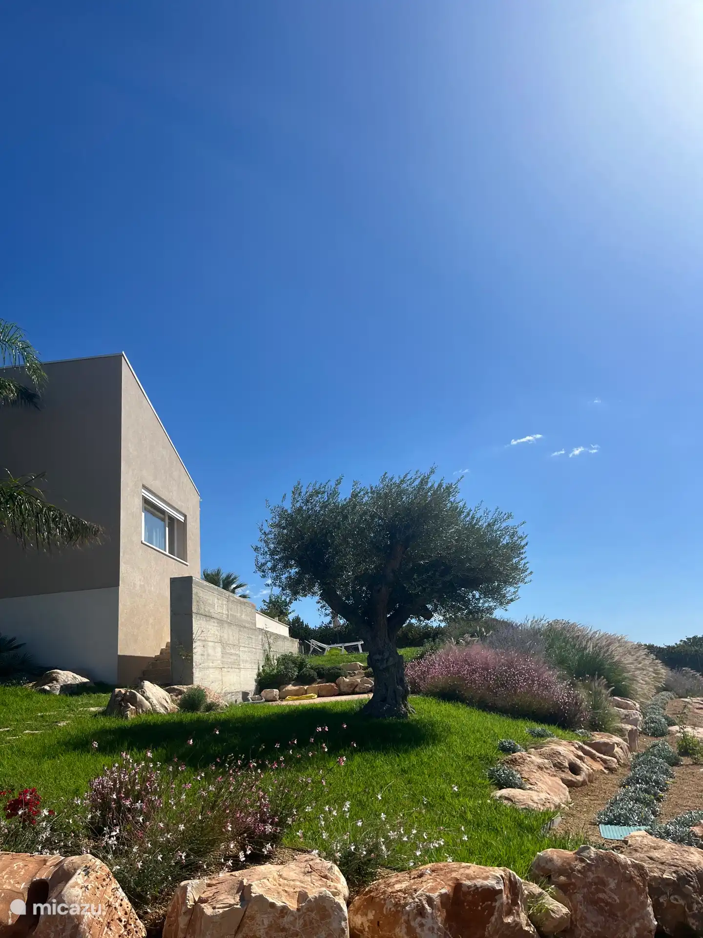 Le côté de la maison avec notre olivier de 200 ans.