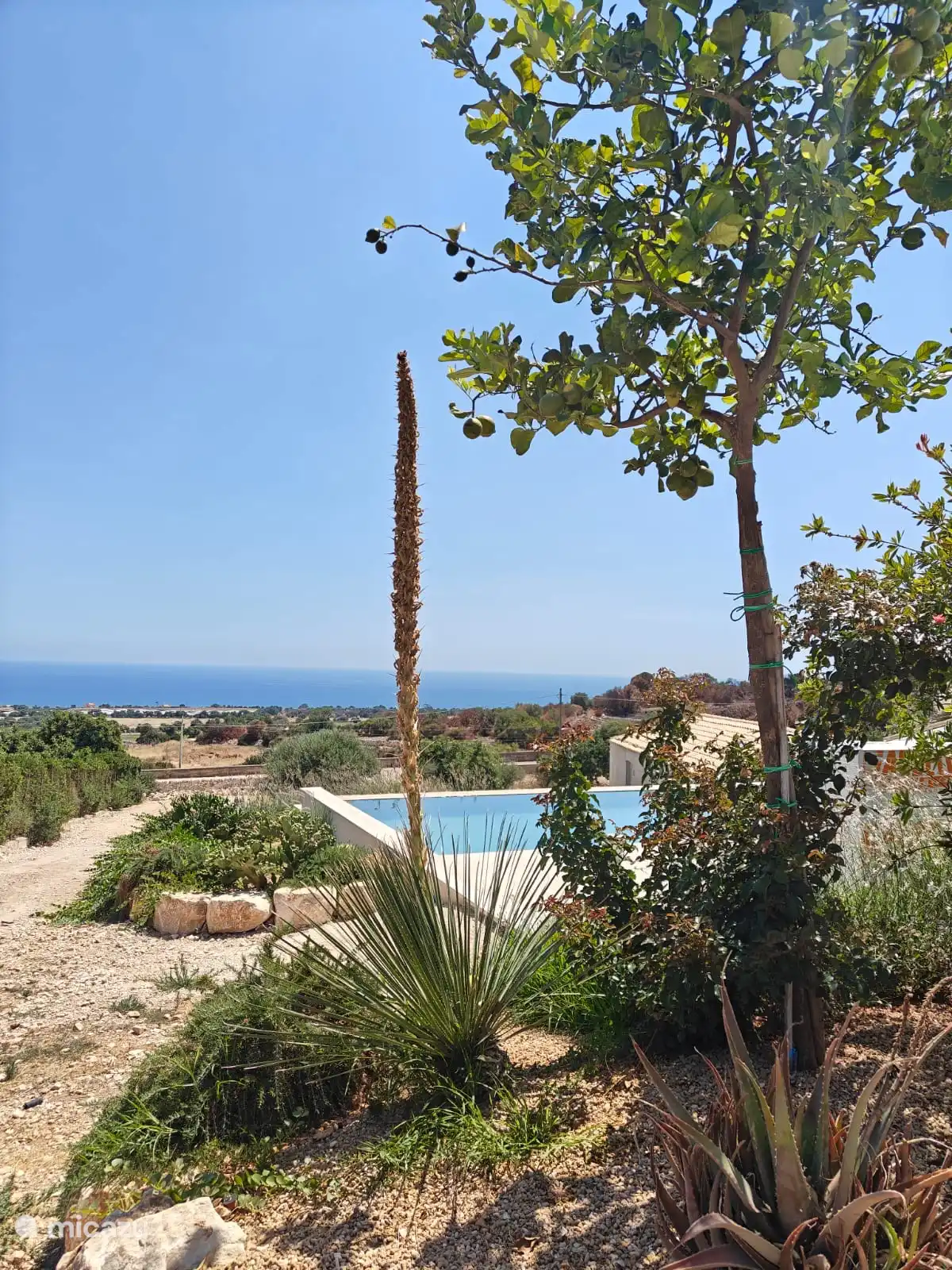 Le citronnier dans le jardin