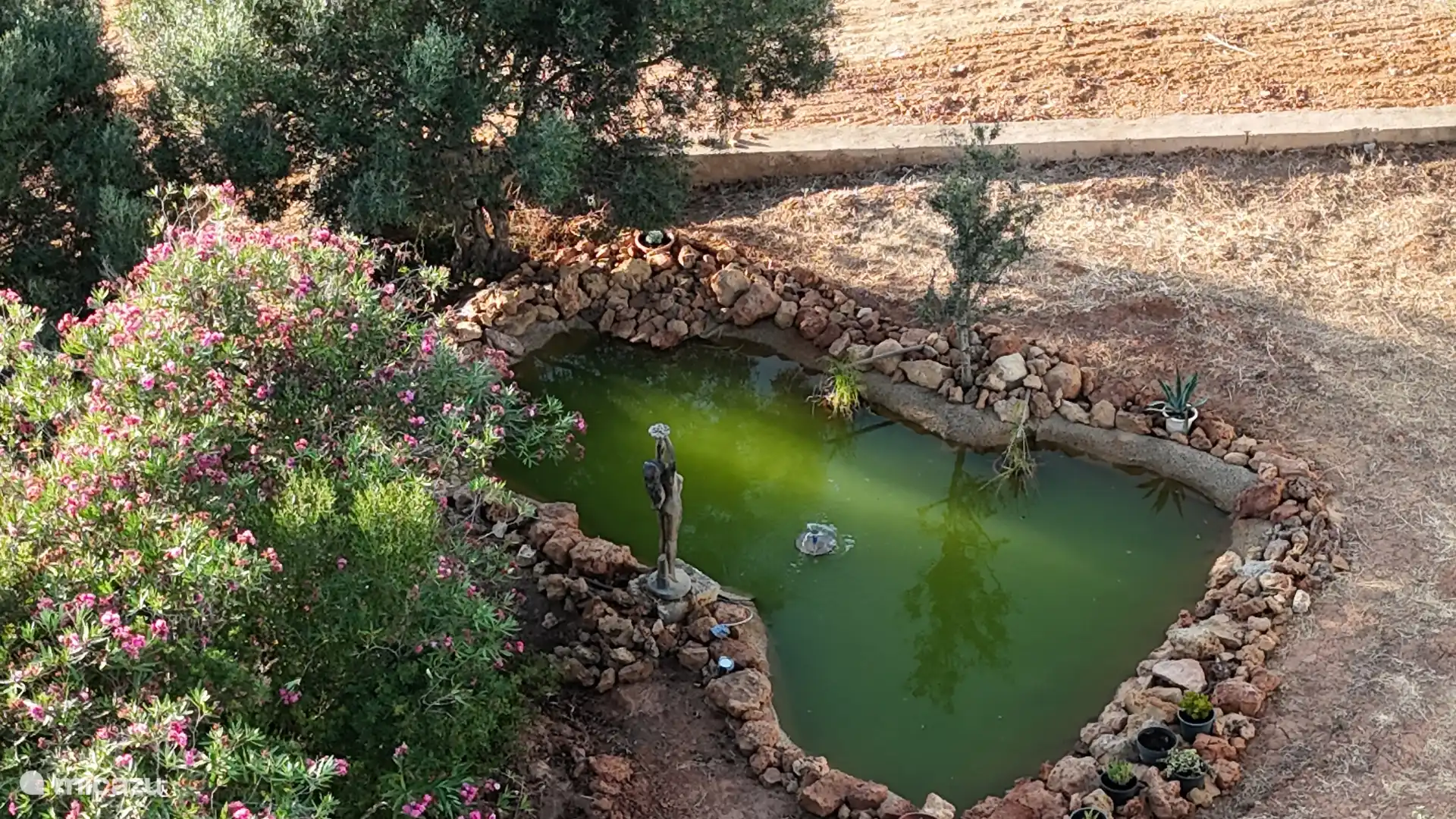 The pond and bird watering hole