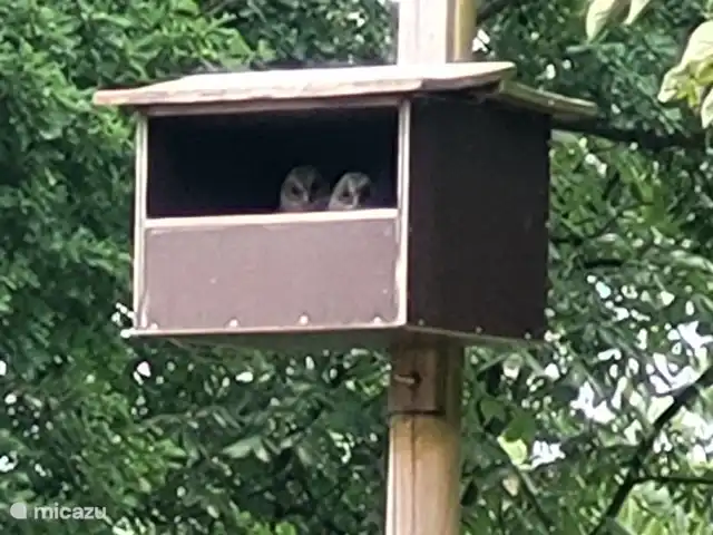 't Koenenhoesie | Pays-Bas, Drenthe, Diever - appartement Nid de hibou