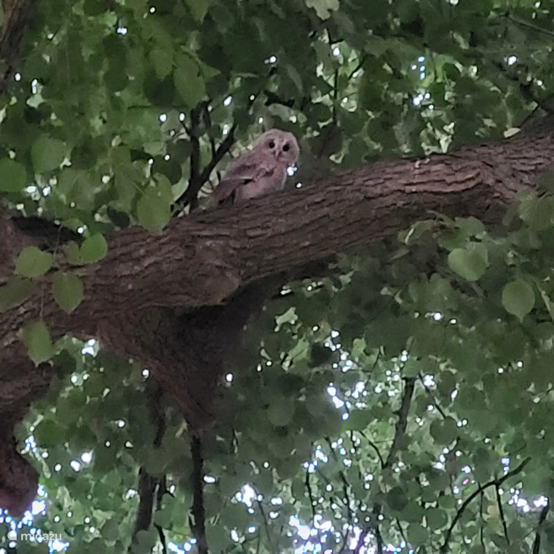Junge Eule in der alten Linde 