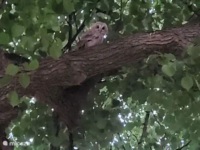 't Koenenhoesie | Pays-Bas, Drenthe, Diever - appartement Jeune hibou dans le vieux tilleul