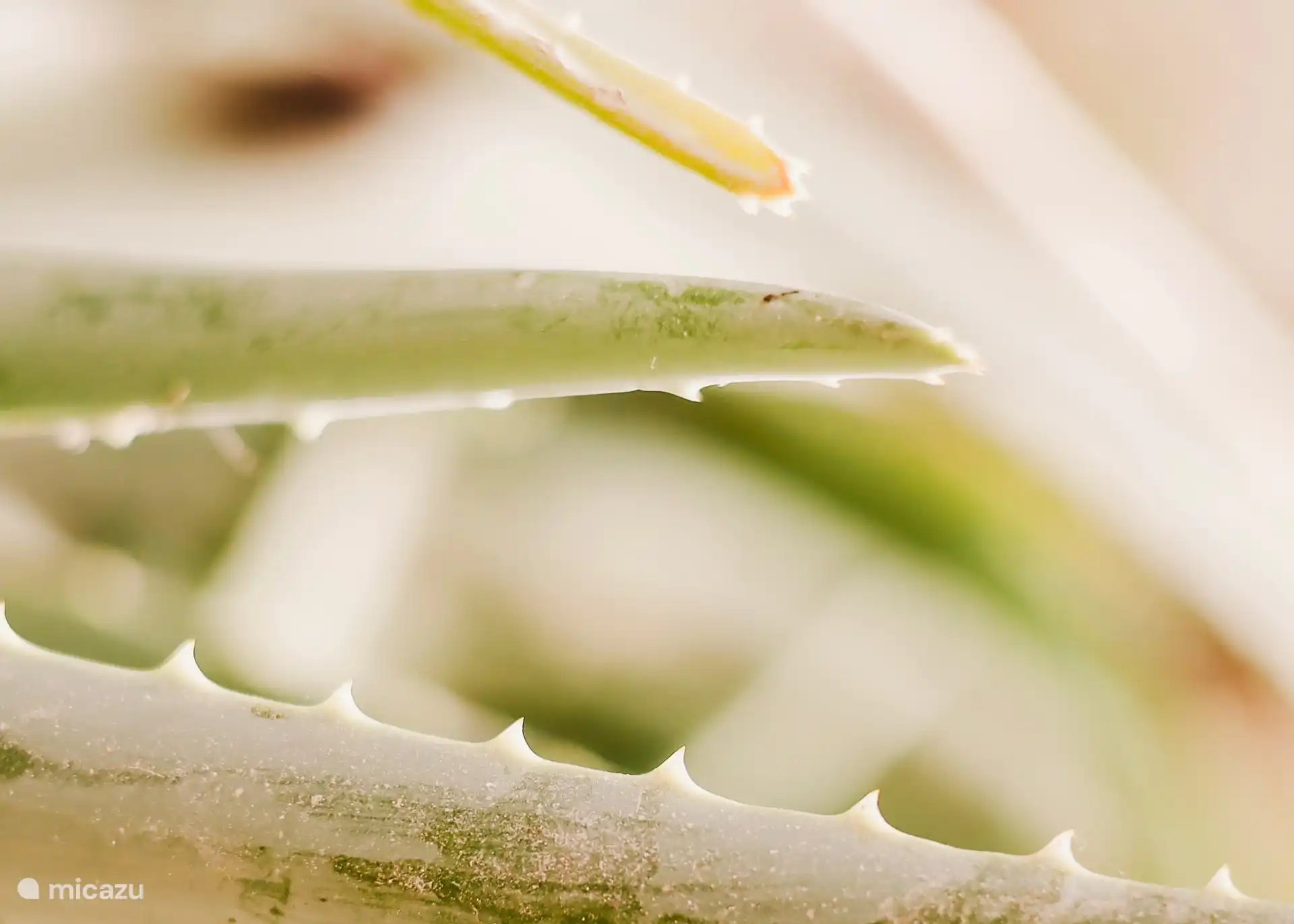 Detalles en el jardín