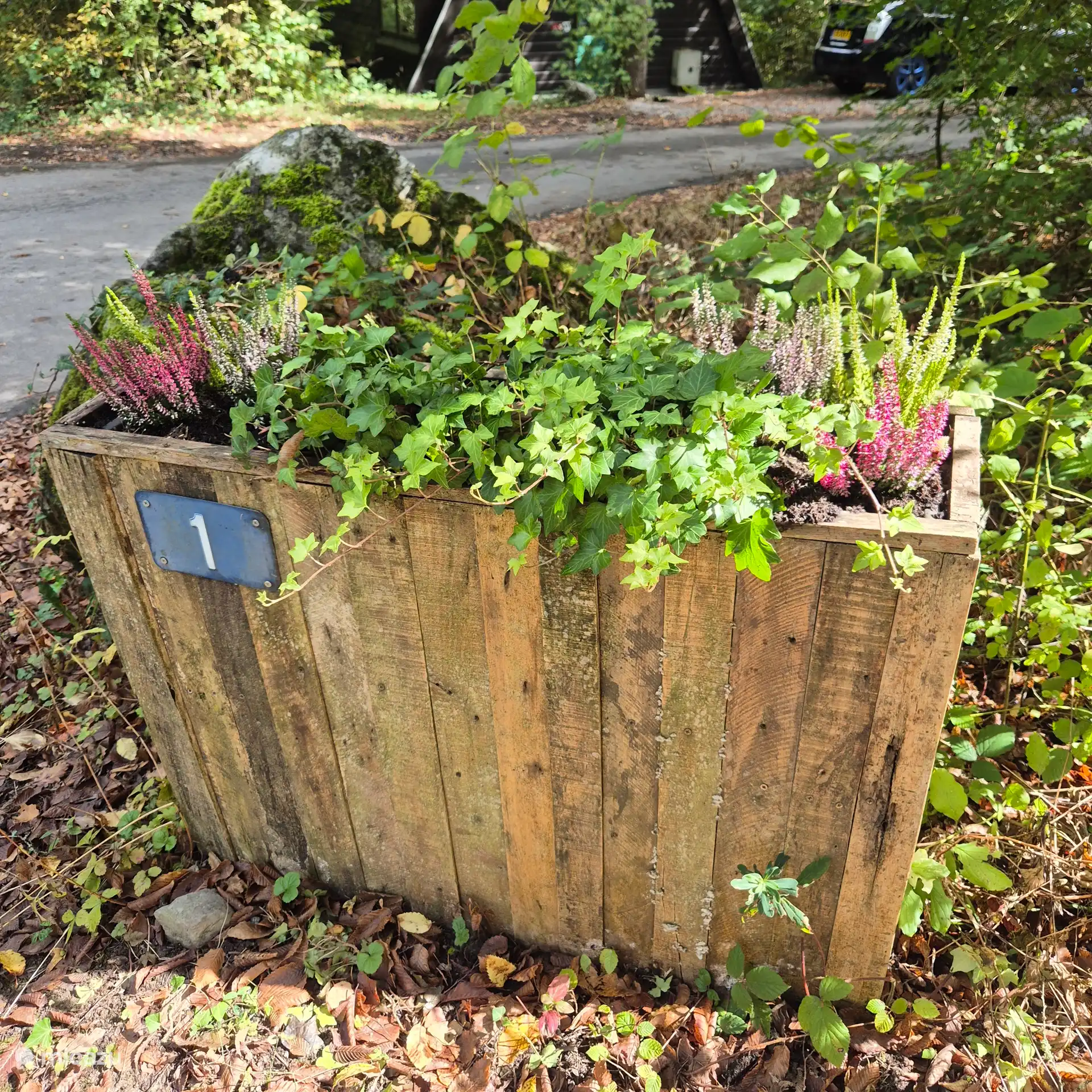 Neue Farben im Pflanzgefäß