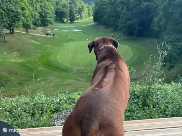 Moose Lodge Durbuy | Belgique, Ardennes, Barvaux-sur-Ourthe - maison de vacances Idéal également pour les golfeurs et les chiens et leurs propriétaires