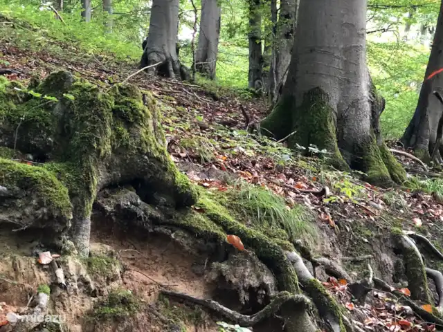 casa vacacional en Alemania, Sauerland, Beverungen – La vista más hermosa Hermosa naturaleza en la zona