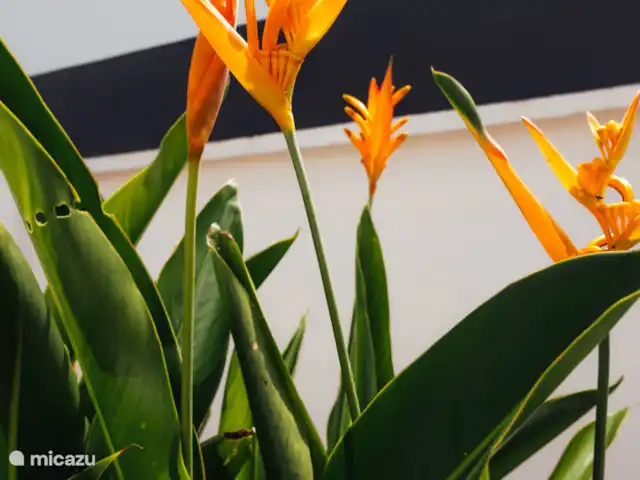 Apto. C de Survillage en Surinam, Paramaribo, Paramaribo - apartamento Plantas en el jardín