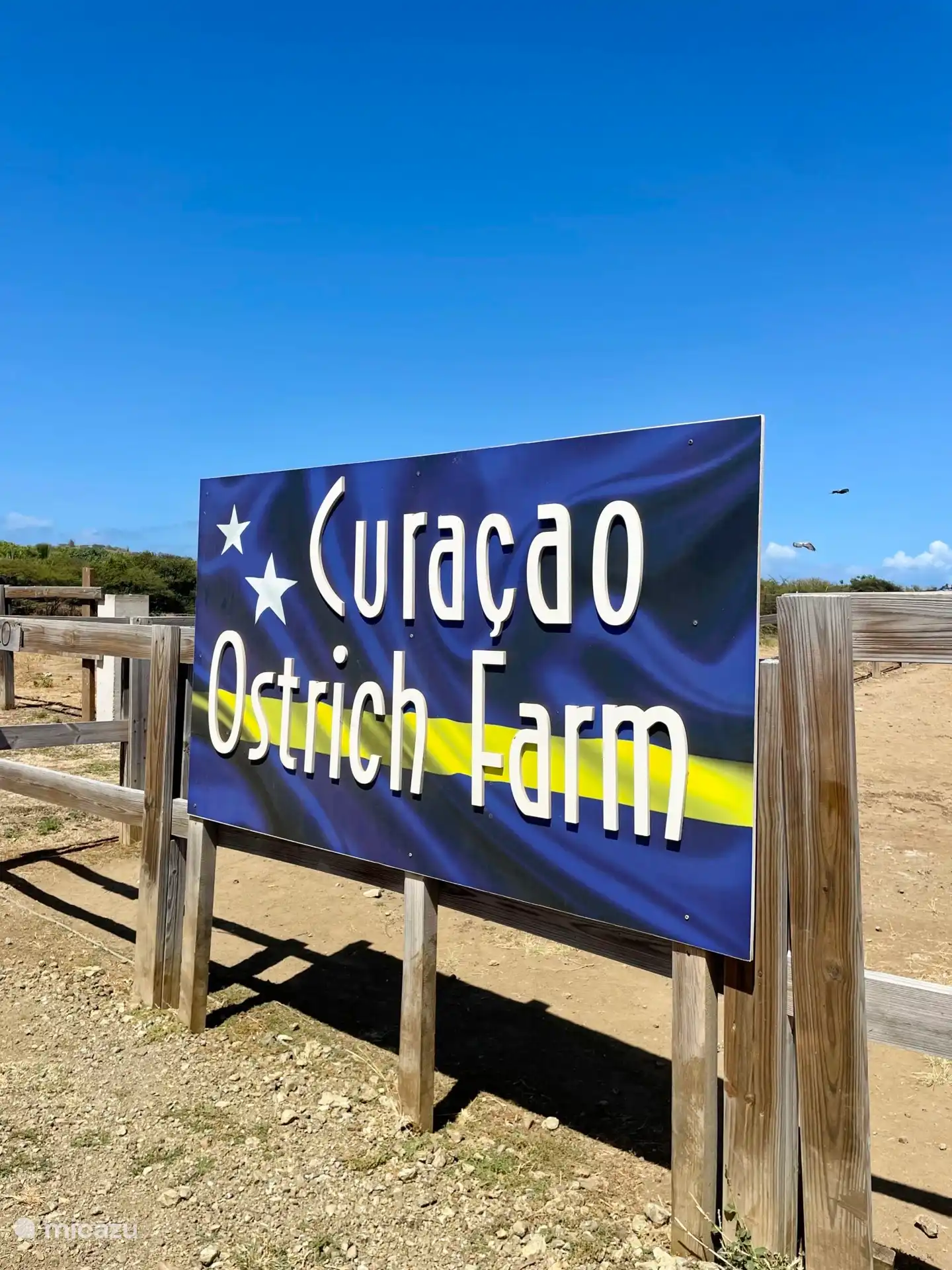 Die Straußenfarm in der Nähe